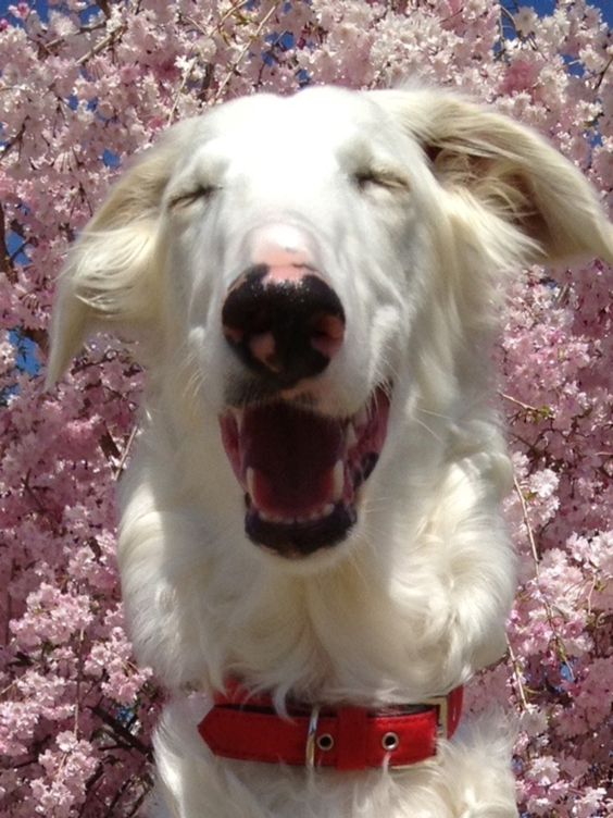There should be a borzoi here :O